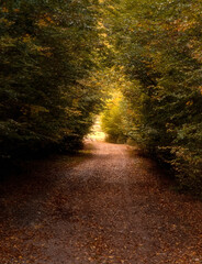 Fototapeta premium path in the forest
