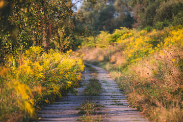 Fototapeta premium Jesienny krajobraz z drogą i żółtymi kwiatami nawłoci. 