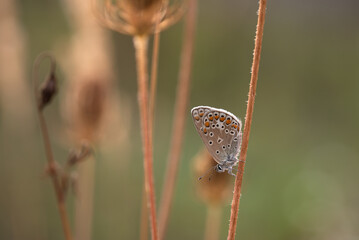 Motyl na kwiatku na łace. 