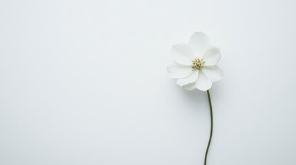 Obraz premium A lone white flower on a stark white background, emphasizing the quiet elegance of minimalism.