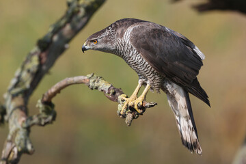A portrait of a female Northern Goshawk perched on a branch
