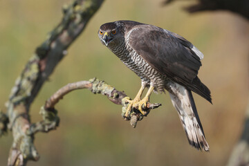 A portrait of a female Northern Goshawk perched on a banch
