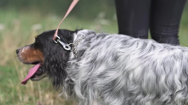 Bellissimo setter inglese in campagna 
