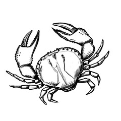 Krebs, Krabbe, Taschenkrebs, Zeichnung, handgezeichnete Bleistift-Illustration, transparenter Hintergrund, PNG