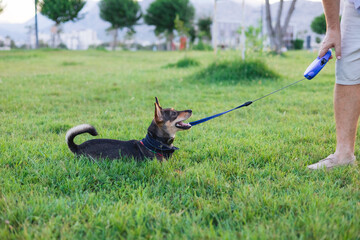 Portait of multi-breed small dog walking and playing with owner in public park, young playful puppy