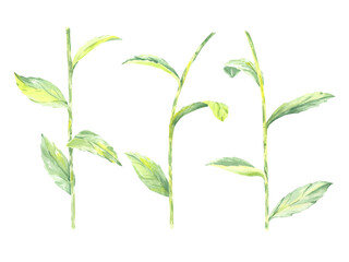 Fototapeta premium Flower stem watercolor rudbeckia green iclipart illustration hand drawn for us in design wedding invitation, postcard, patterns, textile, items. Leaves daisy chamomile or sunflower plant for frames