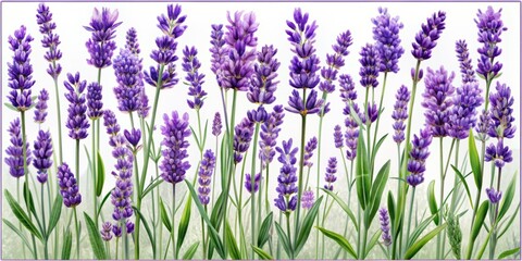 Naklejka premium Delicate watercolor illustrations of lavender flowers in different blooming stages, surrounded by a seamless border, on a transparent background, perfect for design and decor.