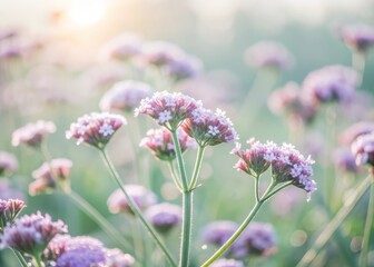 Fototapeta premium Soft purple heliotrope flowers stretch towards the horizon, glistening with morning dew, creating a serene and peaceful atmosphere in this idyllic rural landscape scene.