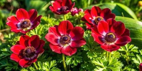 Vibrant red anemone flowers with delicate petals and golden centers bloom amidst lush greenery in a serene spring garden, capturing the essence of renewal.