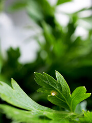 close-up of organic and fresh green parsley