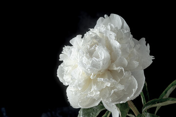 White peony on a black background. Low key photo