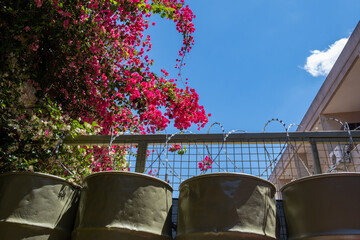 Barbed wire fence military zone. War buffer zone. Blue clear sky and red blooming bougainvillea plant.