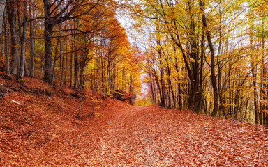 Autumn's vibes 