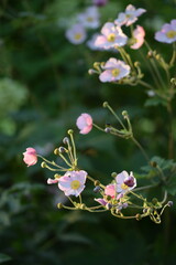 Anemone japonica flowers in sunny late summer garden, on bokeh garden background.
