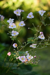 Anemone japonica flowers in sunny late summer garden, on bokeh garden background.