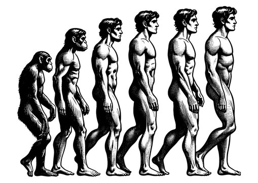 evolution of man from ape through various stages to modern human sketch engraving generative ai fictional character PNG illustration. Scratch board imitation. Black and white image.