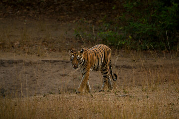 Tigress in their habitat