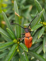 Beetle on the grass close up, a closeup shot of a beetle on a branch with a green leaf. Red-brown Longhorn Beetle