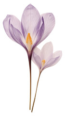 Fototapeta premium PNG Crocus crocus flower petal.
