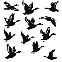 Obraz premium Silhouettes of ducks in various flight positions against a white background.