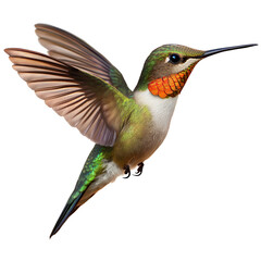 Graceful Hummingbird in Flight - High-Resolution Image of a Vibrant Bird