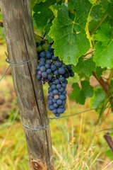 bunch of grapes hanging from a vine