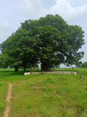 Kalpavriksha Tree, Tikamgarh, Madhya Pradesh, India.