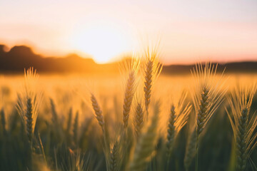 Fototapeta premium Wheat plant ready to harvest on a wheat farm in the morning.