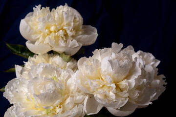 Close up elegant bouquet of white peonies captured on a black background, highlighting the delicate petals and lush green leaves. Low key photo.