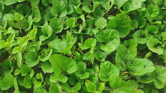 "Centella Asiatica: The Ancient Herb of Longevity and Healing"