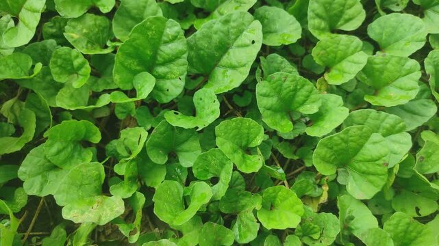 "Centella Asiatica: The Ancient Herb of Longevity and Healing"