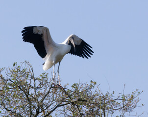 Wood Stork with wings spread