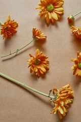 Close up Orange chrysanthemum flowers