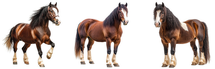 Obraz premium Horses standing proudly muscular draft breed powerful transparent background