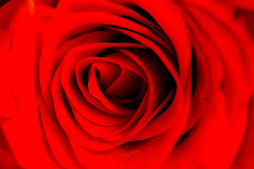 Defocused blurred red rose slose up macro with petals curves as background