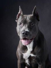 A Pit Bul dog sits in thoughtful repose, its reflective expression enhanced by the soft lighting,...