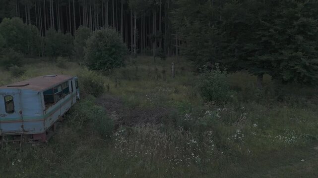 post-apocalyptic forest