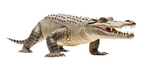 Fototapeta premium PNG Crocodile walking crocodile reptile animal.