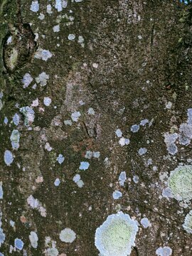 Abstract pattern texture background and nature background can be used as a background for banners and others