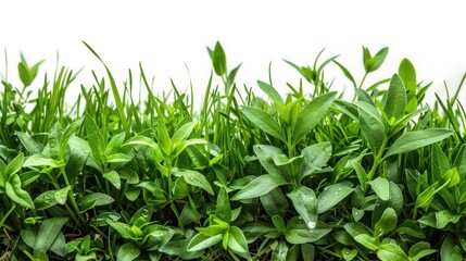 Border of green grass and plants on white background