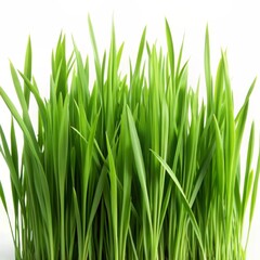 Green Grass Blades Close Up, Nature, Spring, Greenery, Growth