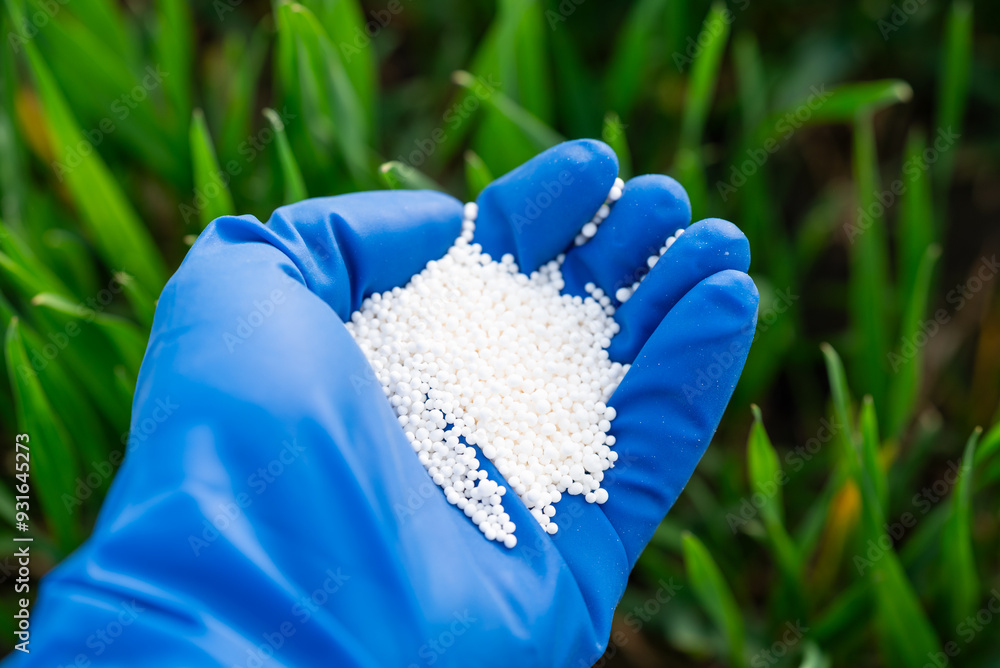 Poster Close up of hand holding white granulated fertilizer on the grass background. Fertilizing lawn with nitrates, mineral fertilizer for better growth of plants, agriculture concept