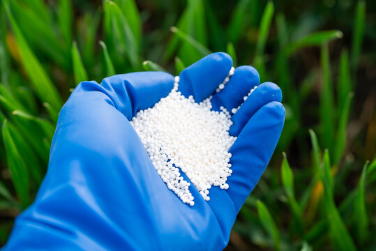 Close up of hand holding white granulated fertilizer on the grass background. Fertilizing lawn with nitrates, mineral fertilizer for better growth of plants, agriculture concept