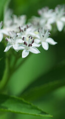 Beautiful close-up of a sambucus ebulus flower