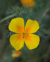 Beautiful close-up of eschscholzia californica