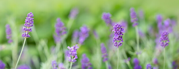 Obraz premium Blooming purple lavender in a field isolated on green