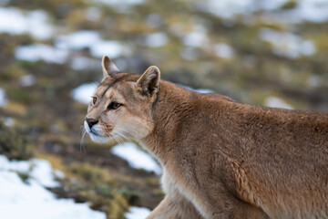 Puma walking in mountain environment, Torres del Paine National Park, Patagonia, Chile.
