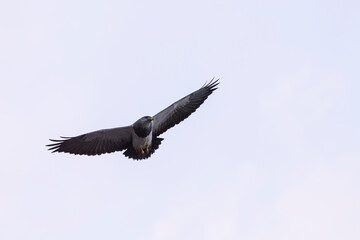 Black chested Buzzard eagle,  Torres del Paine National Park, Patagonia, Chile.