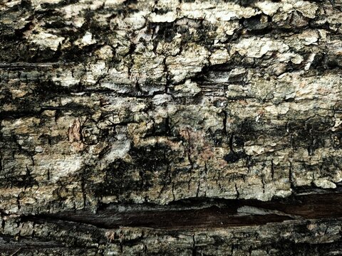 Abstract pattern texture background and nature background can be used as a background for banners and others