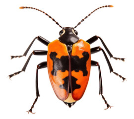 PNG Animal insect white background invertebrate.